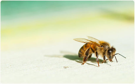 What Is It Like to Be a Bee